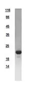 Human Glucagon protein, His tag. GTX112806-pro