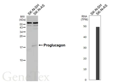 Anti-Glucagon antibody [N1C3-2] used in Western Blot (WB). GTX112806