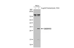 Anti-GADD153 antibody [N1C3] used in Western Blot (WB). GTX112827