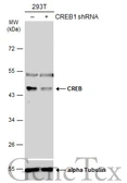 Anti-CREB antibody used in Western Blot (WB). GTX112846