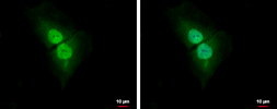 Anti-Cyclin D1 antibody [N2C3] used in Immunocytochemistry/ Immunofluorescence (ICC/IF). GTX112874