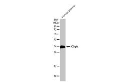 Anti-C1qA antibody used in Western Blot (WB). GTX112883