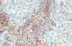 Anti-C1qA antibody used in IHC (Paraffin sections) (IHC-P). GTX112883