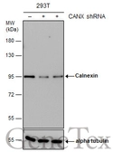 Anti-Calnexin antibody used in Western Blot (WB). GTX112886
