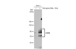 Anti-CD36 antibody used in Western Blot (WB). GTX112891