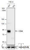 Anti-CD44 antibody [N1N2], N-term used in Western Blot (WB). GTX112893