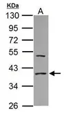 Anti-eIF2 alpha antibody [N1C1] used in Western Blot (WB). GTX112918