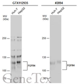 Anti-FGFR4 antibody [N3C2], Internal used in Western Blot (WB). GTX112935