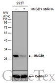Anti-HMGB1 antibody used in Western Blot (WB). GTX112959