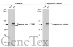 Anti-Integrin beta 1 / CD29 antibody used in Western Blot (WB). GTX112971