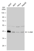 Anti-c-Jun antibody used in Western Blot (WB). GTX112974