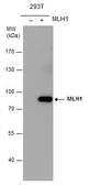 Anti-MLH1 antibody [N1N3] used in Western Blot (WB). GTX112984
