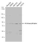 Anti-PI3 kinase p85 alpha antibody used in Western Blot (WB). GTX112994