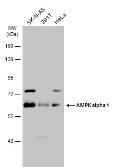 Anti-AMPK alpha 1 antibody used in Western Blot (WB). GTX112999