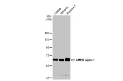 Anti-AMPK alpha 1 antibody used in Western Blot (WB). GTX112999