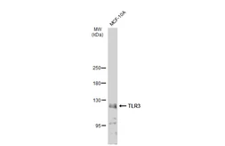 Anti-TLR3 antibody used in Western Blot (WB). GTX113022
