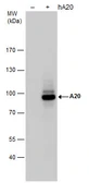 Anti-TNFAIP3 antibody used in Western Blot (WB). GTX113027