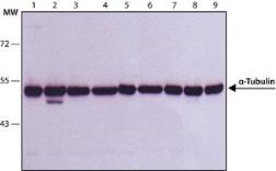 Anti-alpha Tubulin antibody [B-5-1-2] used in Western Blot (WB). GTX11304