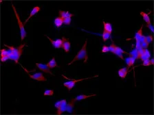 Anti-beta Tubulin antibody [D66] used in Immunocytochemistry/ Immunofluorescence (ICC/IF). GTX11307