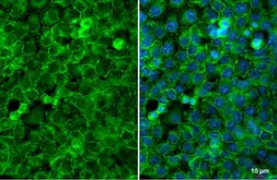 Anti-EpCAM antibody [N3C3] used in Immunocytochemistry/ Immunofluorescence (ICC/IF). GTX113091