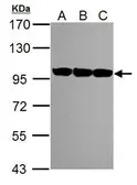 Anti-VCP antibody [N3C2], Internal used in Western Blot (WB). GTX113099