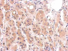 Anti-Diablo antibody [N1C3-3] used in IHC (Paraffin sections) (IHC-P). GTX113108