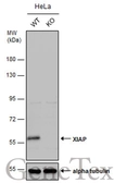 Anti-XIAP antibody [N1C1] used in Western Blot (WB). GTX113130
