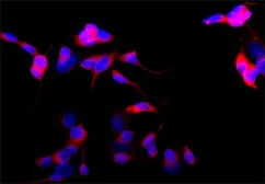 Anti-beta Tubulin 3/ Tuj1 antibody [SDL.3D10] used in Immunocytochemistry/ Immunofluorescence (ICC/IF). GTX11314