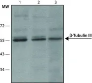 Anti-beta Tubulin 3/ Tuj1 antibody [SDL.3D10] used in Western Blot (WB). GTX11314