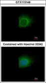 Anti-Caspase 10 antibody used in Immunocytochemistry/ Immunofluorescence (ICC/IF). GTX113148
