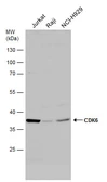 Anti-CDK6 antibody [N3C3] used in Western Blot (WB). GTX113159