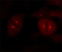 Anti-gamma Tubulin antibody [GTU-88] used in Immunocytochemistry/ Immunofluorescence (ICC/IF). GTX11316