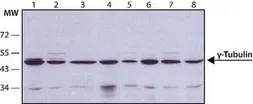 Anti-gamma Tubulin antibody [GTU-88] used in Western Blot (WB). GTX11316