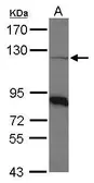 Anti-COPB antibody [N1N2], N-term used in Western Blot (WB). GTX113167