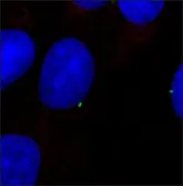 Anti-gamma Tubulin antibody used in Immunocytochemistry/ Immunofluorescence (ICC/IF). GTX11317
