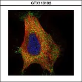Anti-GAD65 antibody used in Immunocytochemistry/ Immunofluorescence (ICC/IF). GTX113192