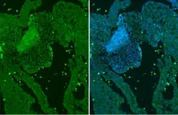 Anti-GATA4 antibody used in IHC (Paraffin sections) (IHC-P). GTX113194