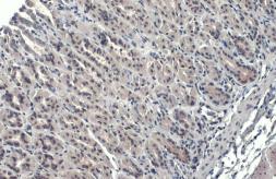 Anti-GATA4 antibody used in IHC (Paraffin sections) (IHC-P). GTX113194