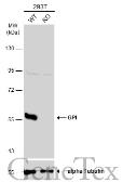 Anti-GPI antibody used in Western Blot (WB). GTX113203