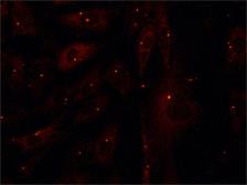 Anti-gamma Tubulin antibody used in Immunocytochemistry/ Immunofluorescence (ICC/IF). GTX11321
