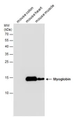 Anti-Myoglobin antibody used in Western Blot (WB). GTX113225