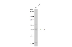 Anti-COX1 antibody used in Western Blot (WB). GTX113259