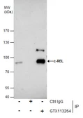 Anti-c-Rel antibody [N1N3] used in Immunoprecipitation (IP). GTX113264