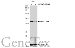 Anti-14-3-3 beta antibody [N1C2] used in Western Blot (WB). GTX113296