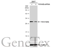 Anti-14-3-3 beta antibody [N1C3] used in Western Blot (WB). GTX113297