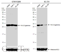 Anti-14-3-3 gamma antibody used in Western Blot (WB). GTX113298