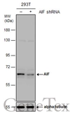 Anti-AIF antibody [N1C1] used in Western Blot (WB). GTX113306