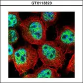 Anti-RACGAP1 antibody [N1N2], N-term used in Immunocytochemistry/ Immunofluorescence (ICC/IF). GTX113320