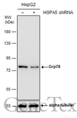Anti-Grp78 antibody used in Western Blot (WB). GTX113340