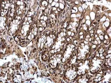 Anti-STAT5A antibody [C2C3], C-term used in IHC (Paraffin sections) (IHC-P). GTX113351